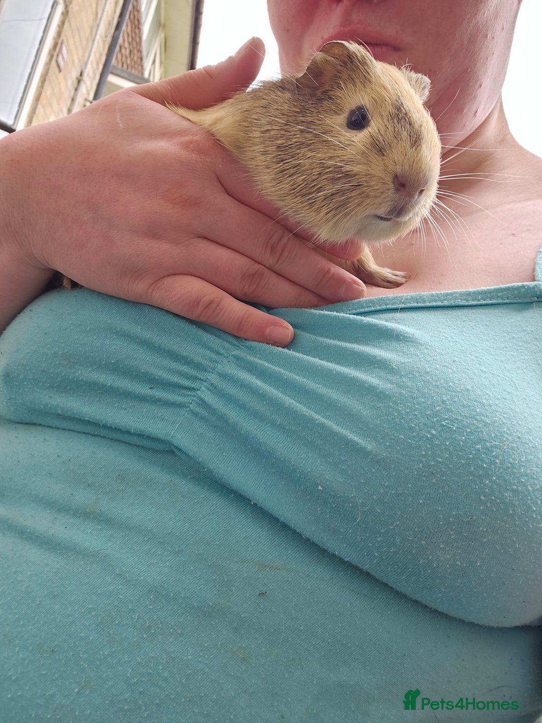 Guinea Pig rodents for sale: Male guinea pigs for sale  - Image 1