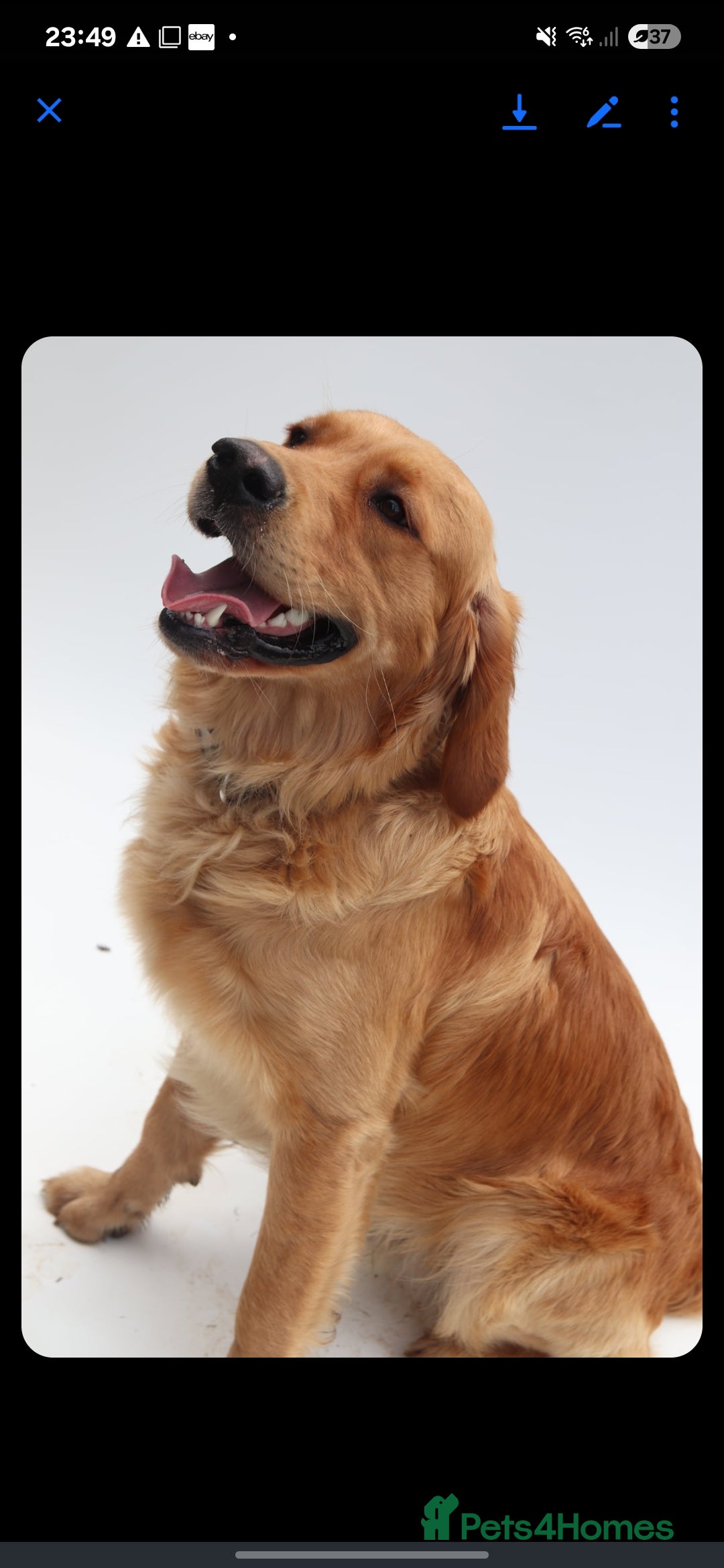 Golden Retriever dogs KC Health tested Working Golden Retriever Stud  - Advert 2