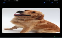 Golden Retriever dogs for stud: KC Health tested Working Golden Retriever Stud  - Image 6