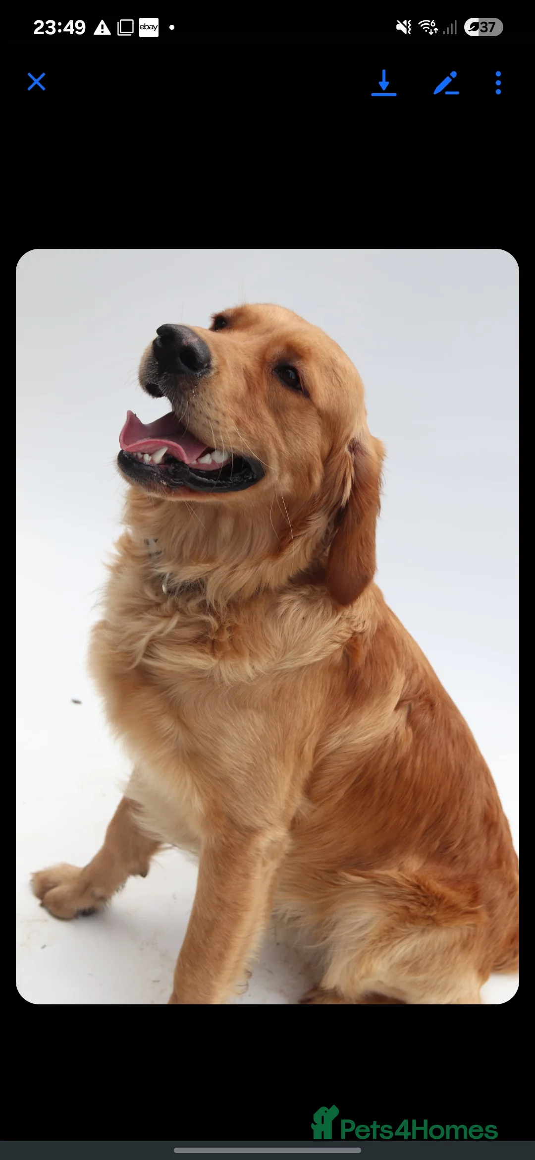 Golden Retriever dogs for stud: KC Health tested Working Golden Retriever Stud  - Advert 6