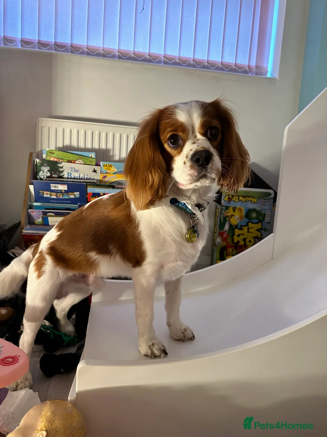 Cavalier King Charles Spaniel dogs for sale: Male Cavalier King Charles 4 years old  - Advert 4