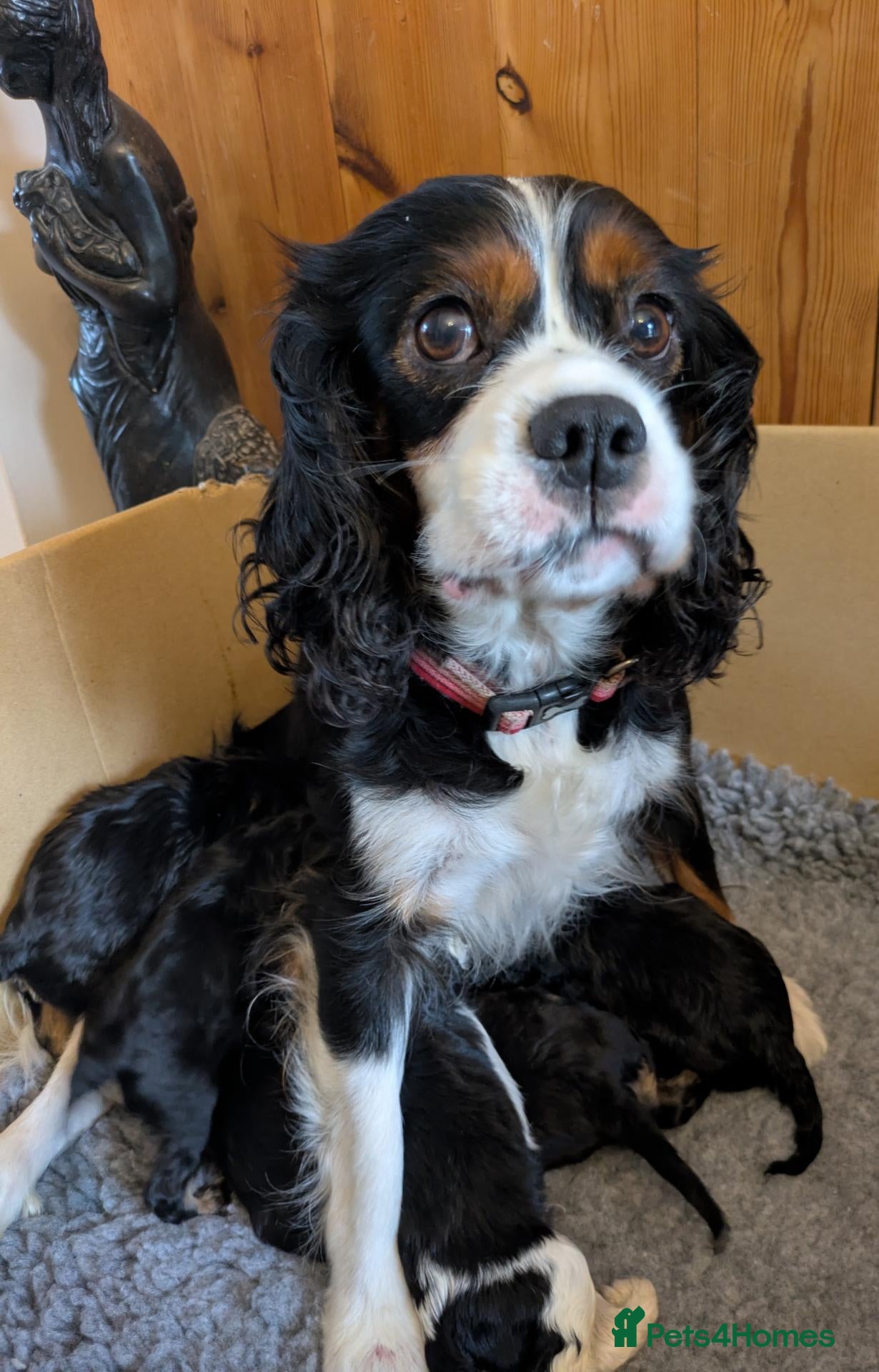 Cavalier King Charles Spaniel dogs KC reg KING CHARLES CAVALIER PUPS - Advert 1