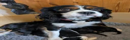 Cavalier King Charles Spaniel dogs for sale: KC reg KING CHARLES CAVALIER PUPS in Milford Haven - Advert 1