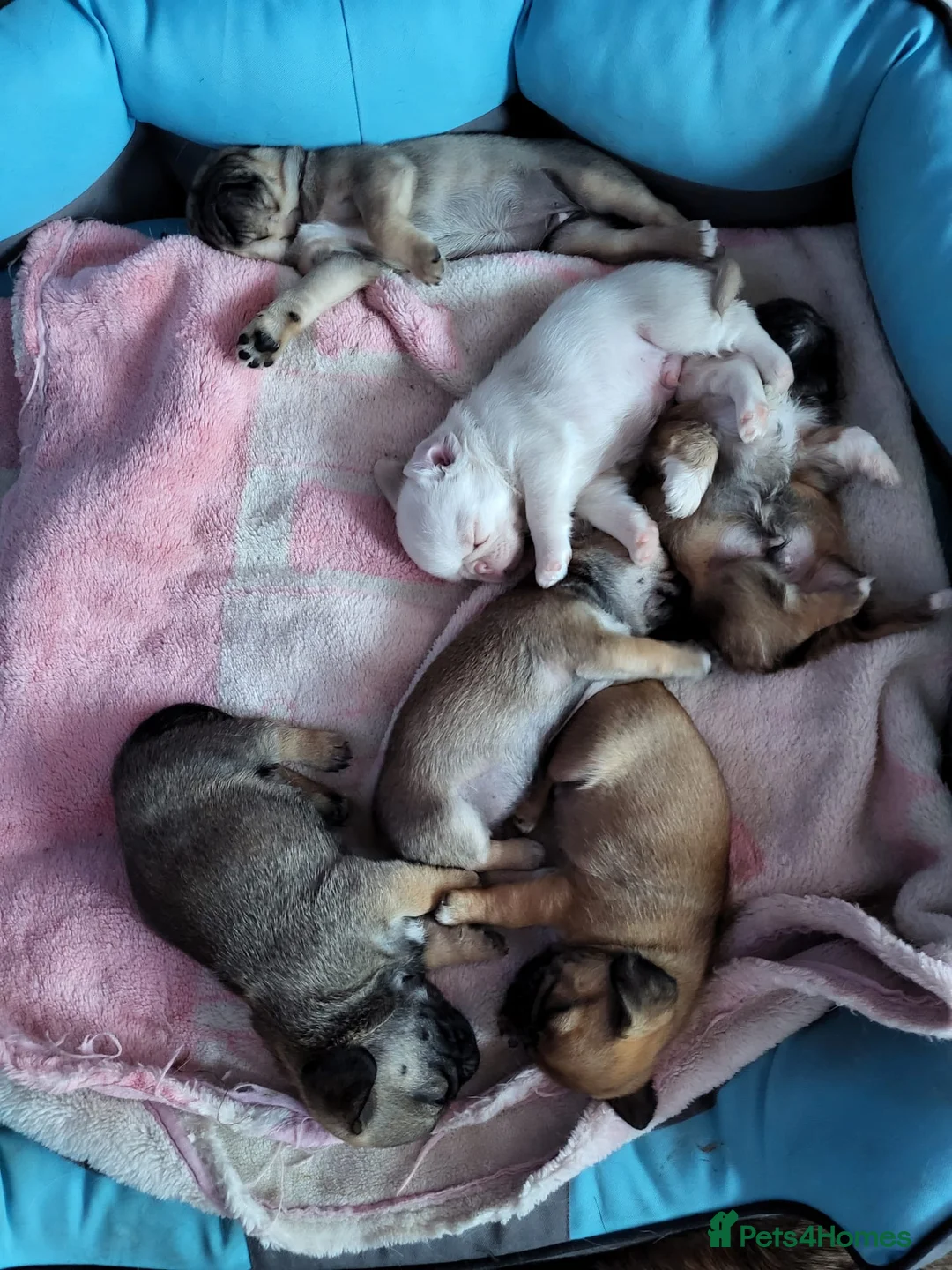 Mixed Breed dogs for sale: PUPPIESSSS in Huddersfield - Advert 1
