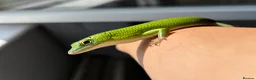 Skink reptiles for sale: Emerald Tree Skink 15 month old Male in Gravesend - Advert 4