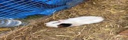 Guinea Pig rodents for sale: Baby Guinea pigs  - Advert 4