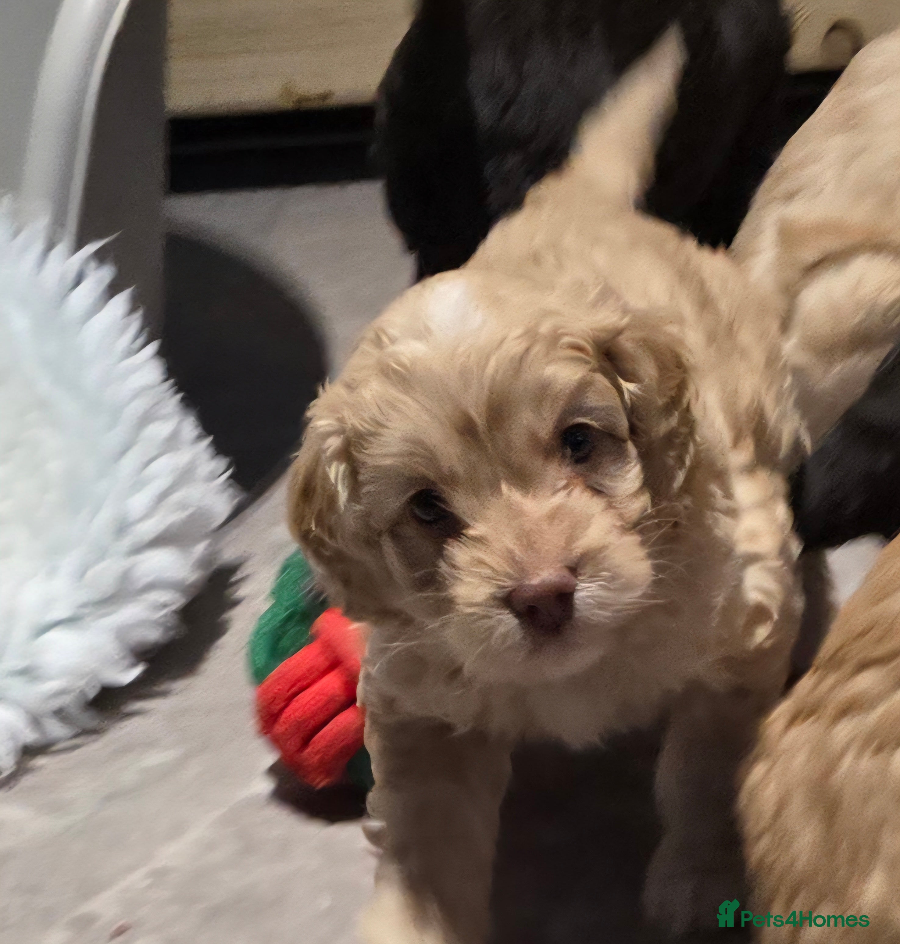 Cockapoo dogs F1 cockapoo puppies - extensive health tests - Advert 3