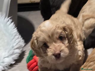 Cockapoo dogs F1 cockapoo puppies - extensive health tests - Advert 3