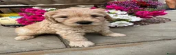 Mixed Breed dogs for sale: Stunning labradoodle puppies in Kettering - Advert 13