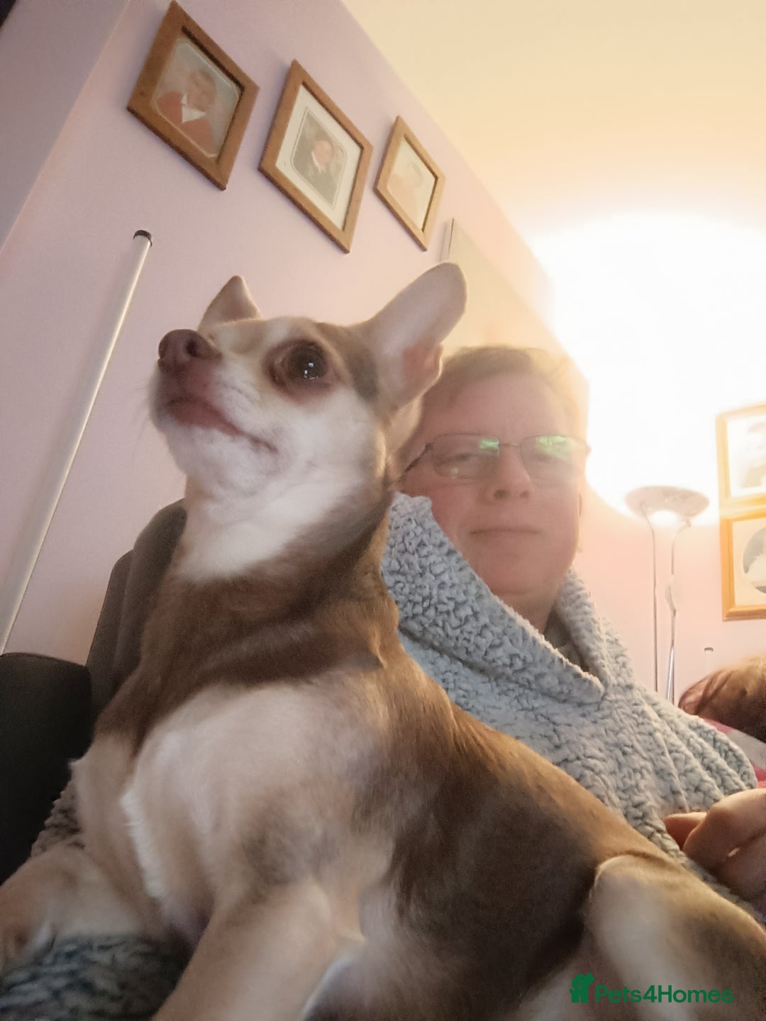 Chihuahua dogs for sale: Toto and Oz - Advert 2