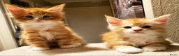 Maine Coon cats for sale: GOURGEOUS XXL MAINE COON KITTENS!!! - Advert 27