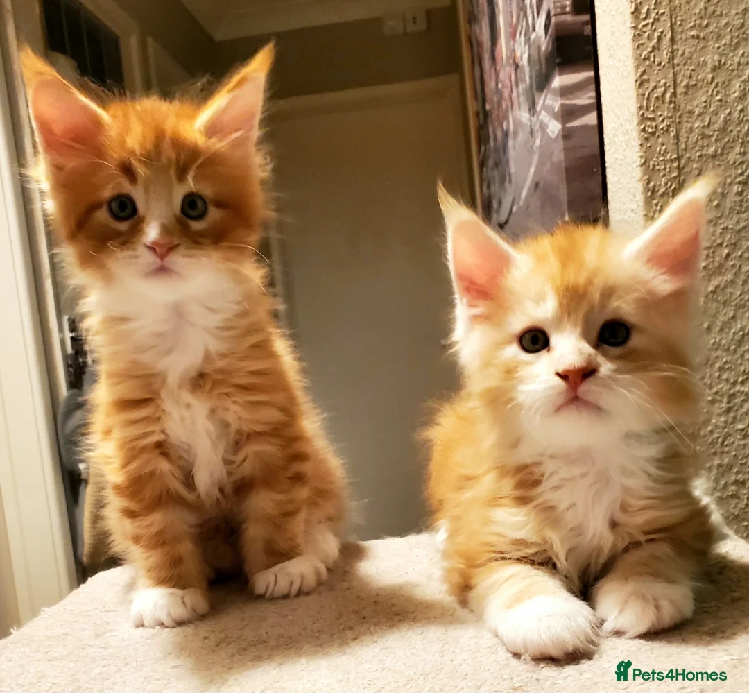Maine Coon cats for sale: GOURGEOUS XXL MAINE COON KITTENS!!! - Advert 27
