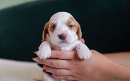 Cocker Spaniel dogs for sale: ✨ Showline Cocker Spaniel puppies for sale ✨ - Image 2