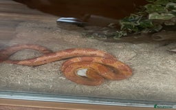 Corn Snake reptiles for sale: Male and female corn snakes - Image 6