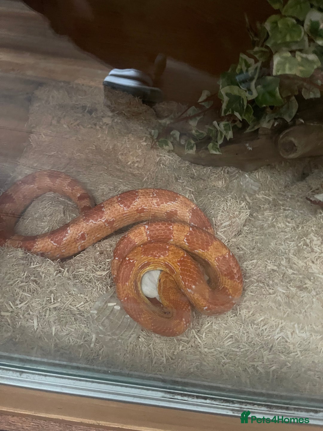 Corn Snake reptiles for sale: Male and female corn snakes - Image 6