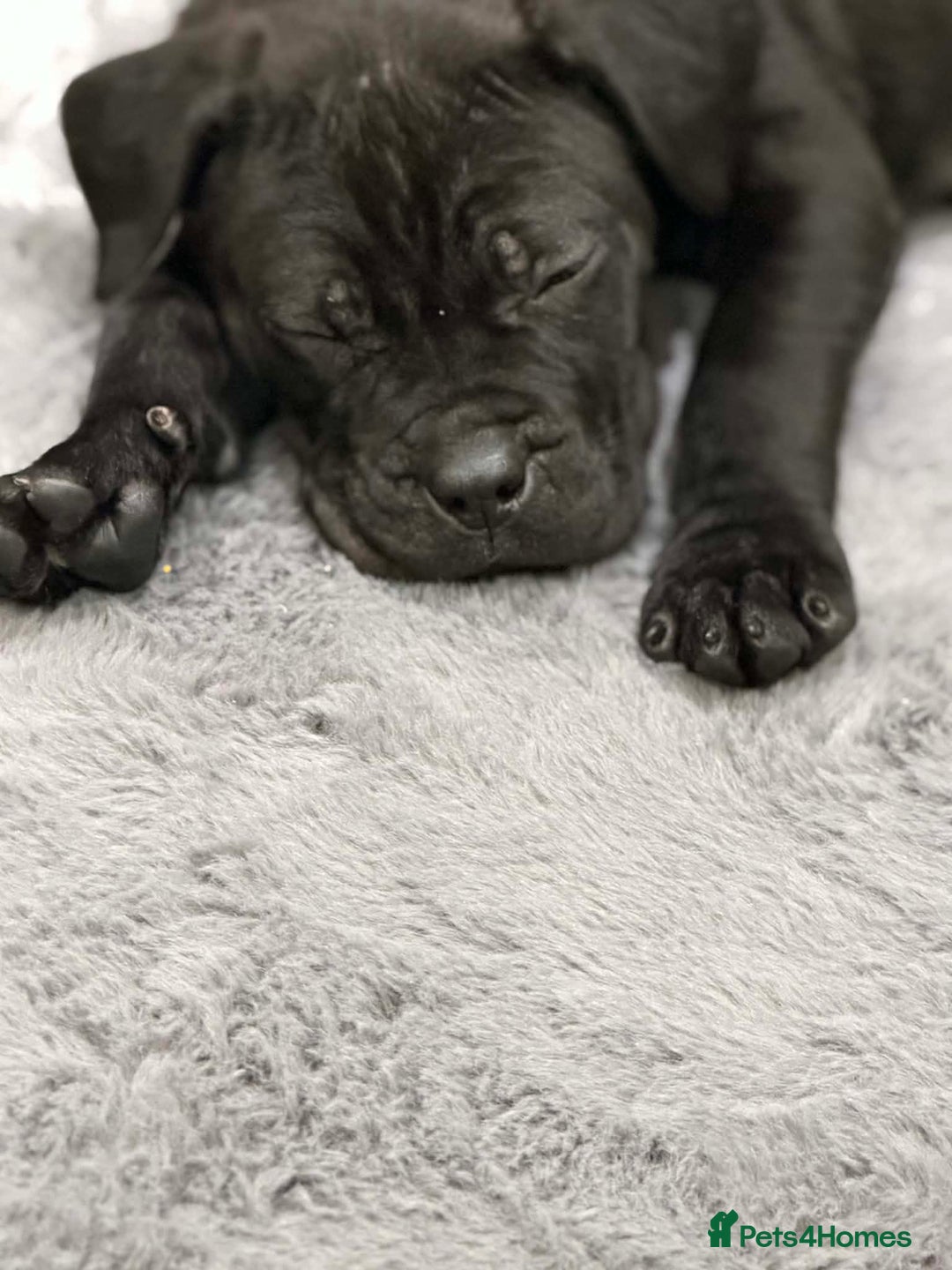 Cane Corso dogs for sale: Cane Corso female puppy for sale – 9 weeks old - Advert 3