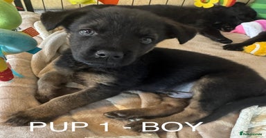Mixed Breed dogs - Advert 10