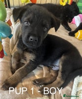 Mixed Breed dogs - Advert 12
