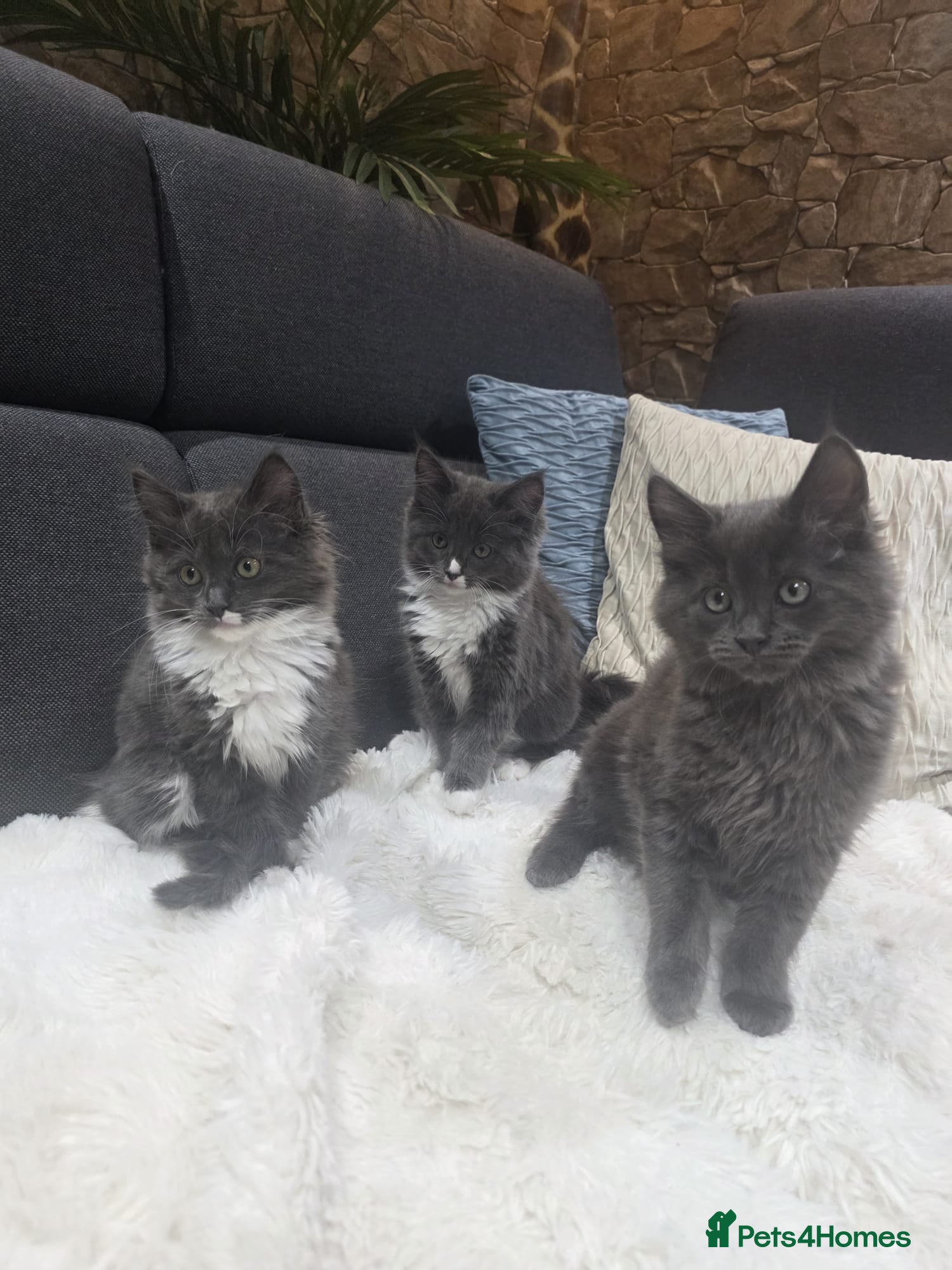 Ragcoon cats Ready 3 Ragcoons  - Advert 2