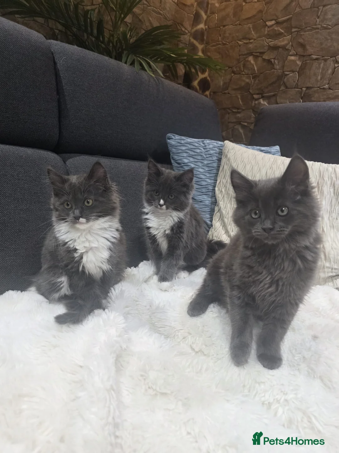 Ragcoon cats for sale: Ready 3 Ragcoons  - Advert 1