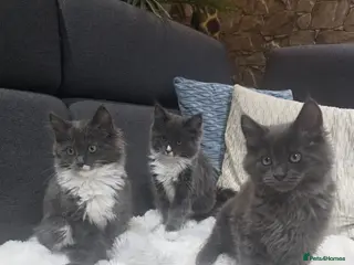 Ragcoon cats Ready 3 Ragcoons - Advert 7