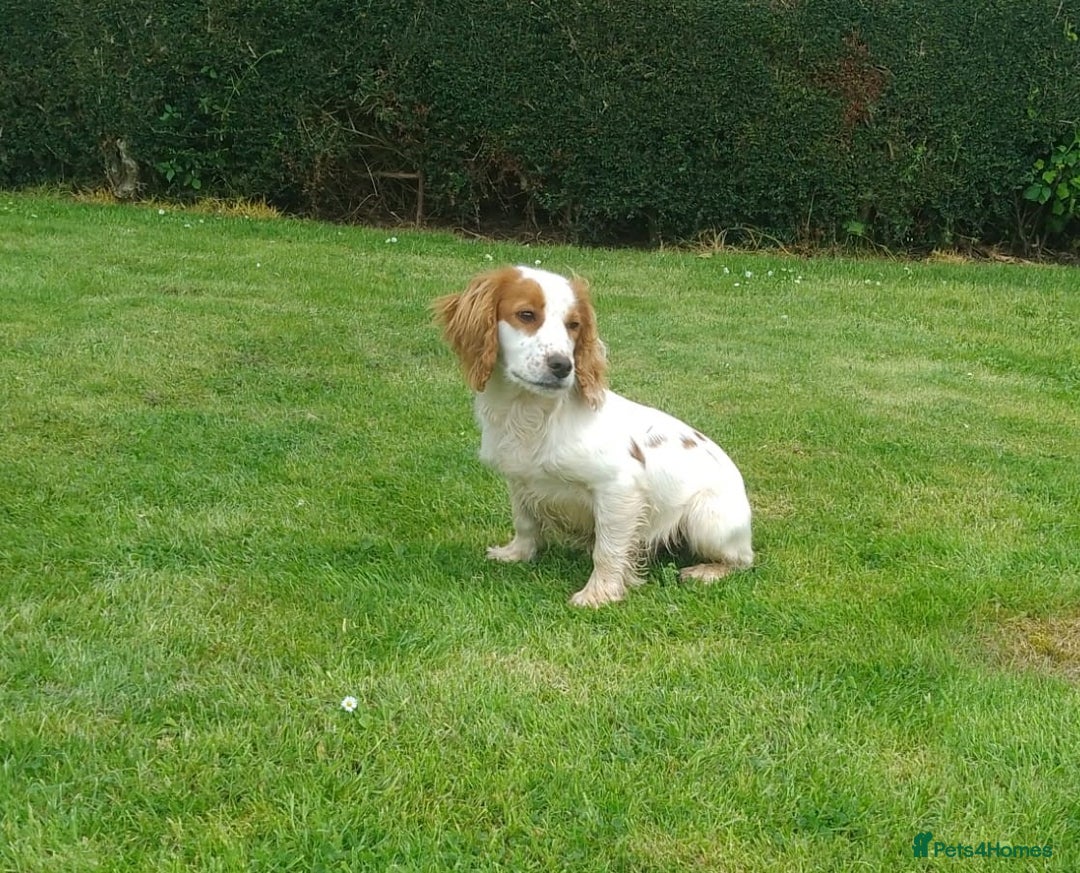 Cocker Spaniel dogs for stud: Lemon and White Cocker Spaniel For Stud - Advert 1