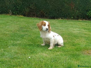 Cocker Spaniel dogs Lemon and White Cocker Spaniel For Stud - Advert 2