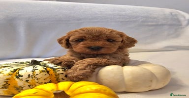 Cavapoo dogs - Advert 10