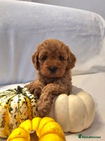 Cavapoo dogs - Advert 10