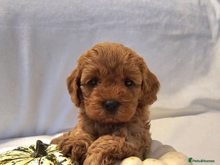 Cavapoo dogs - Advert 1