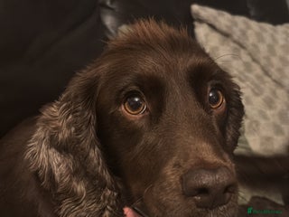 Cocker Spaniel dogs for sale: 4 cocker spaniel puppies, mum and dad family pets - Advert 1