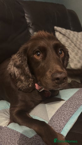 Cocker Spaniel dogs 4 cocker spaniel puppies, mum and dad family pets - Advert 1