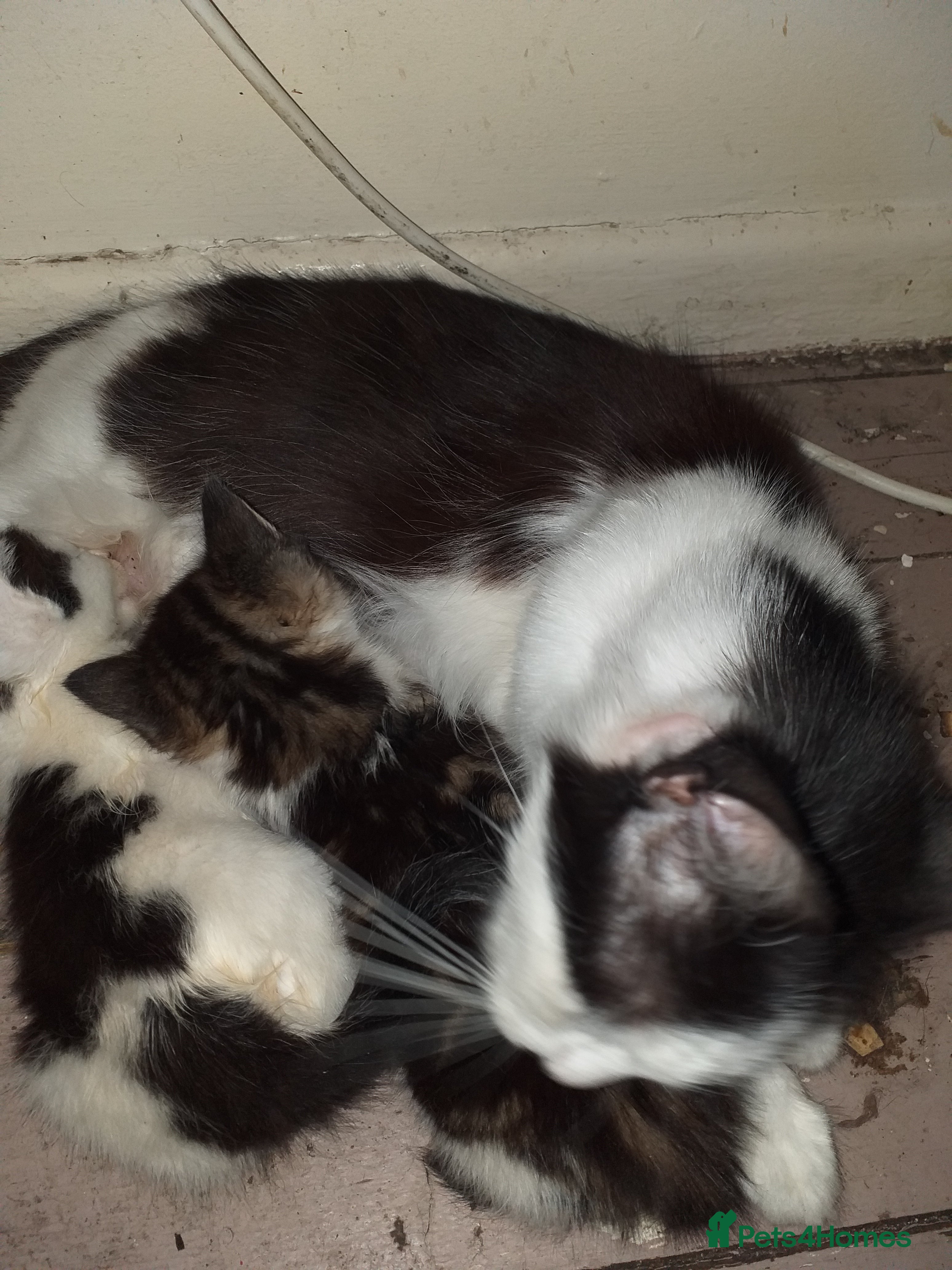 Mixed Breed cats 4 kittens for sale  - Advert 5