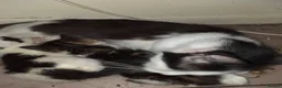 Mixed Breed cats for sale: 4 kittens for sale  - Advert 1