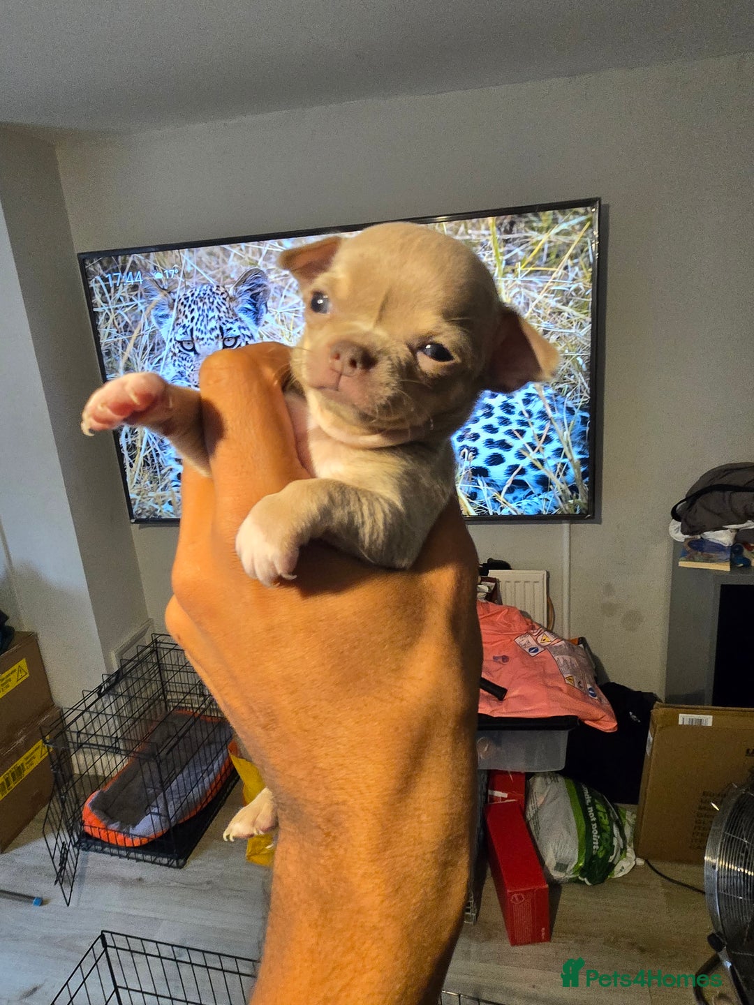 Chihuahua dogs for sale: Gorgeous Chihuahua Puppies Looking 4 Forever Homes - Image 19
