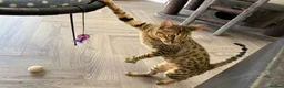Savannah cats for sale: Stunning F5 Savannah Girl TigerLily - Advert 2
