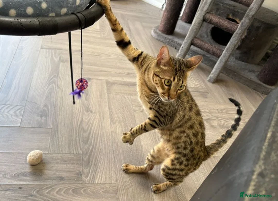 Savannah cats for sale: Stunning F5 Savannah Girl TigerLily - Advert 2
