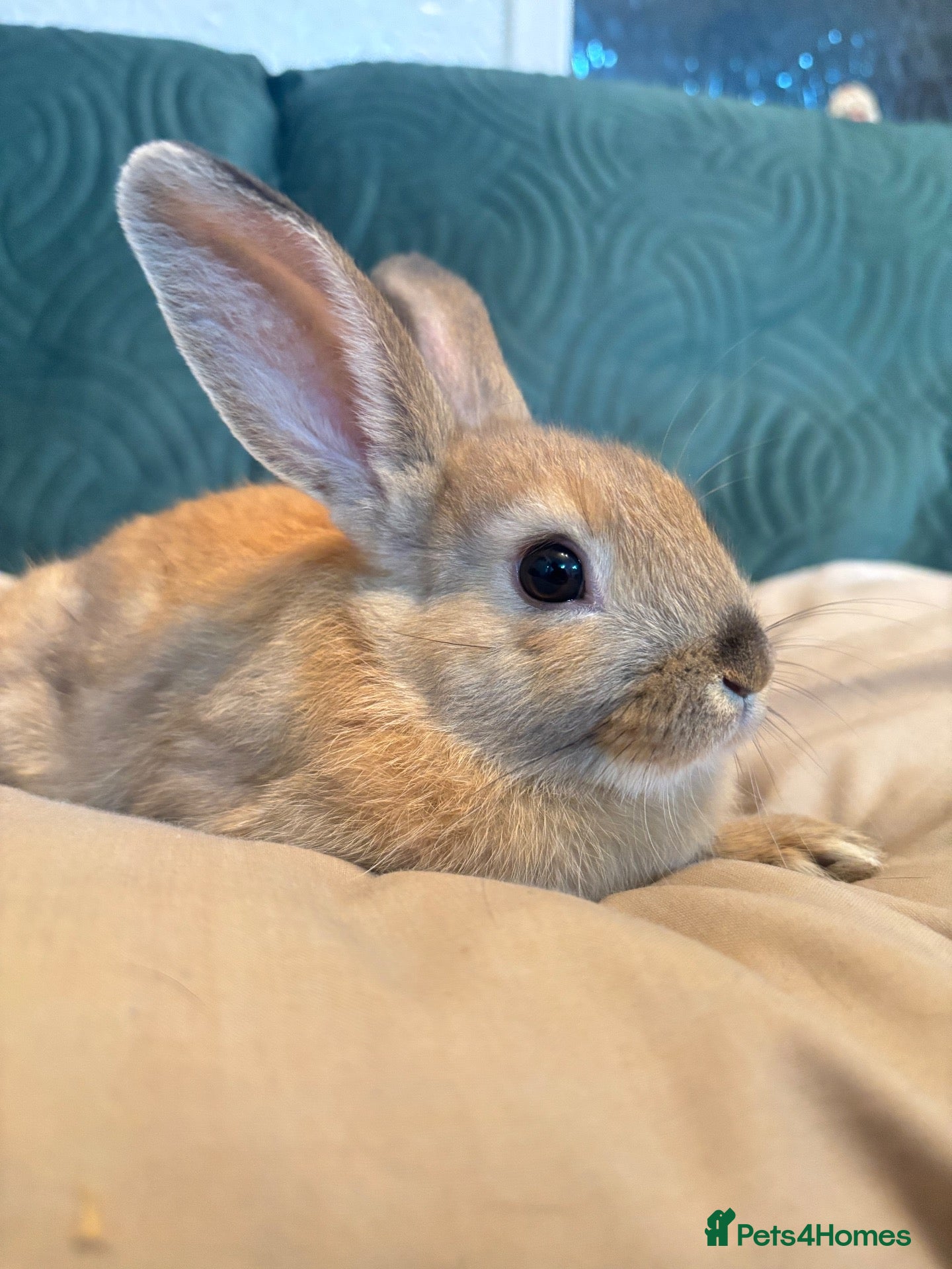 Mixed Breed rabbits 4 mini lop cross 3 female 1 male - Advert 1