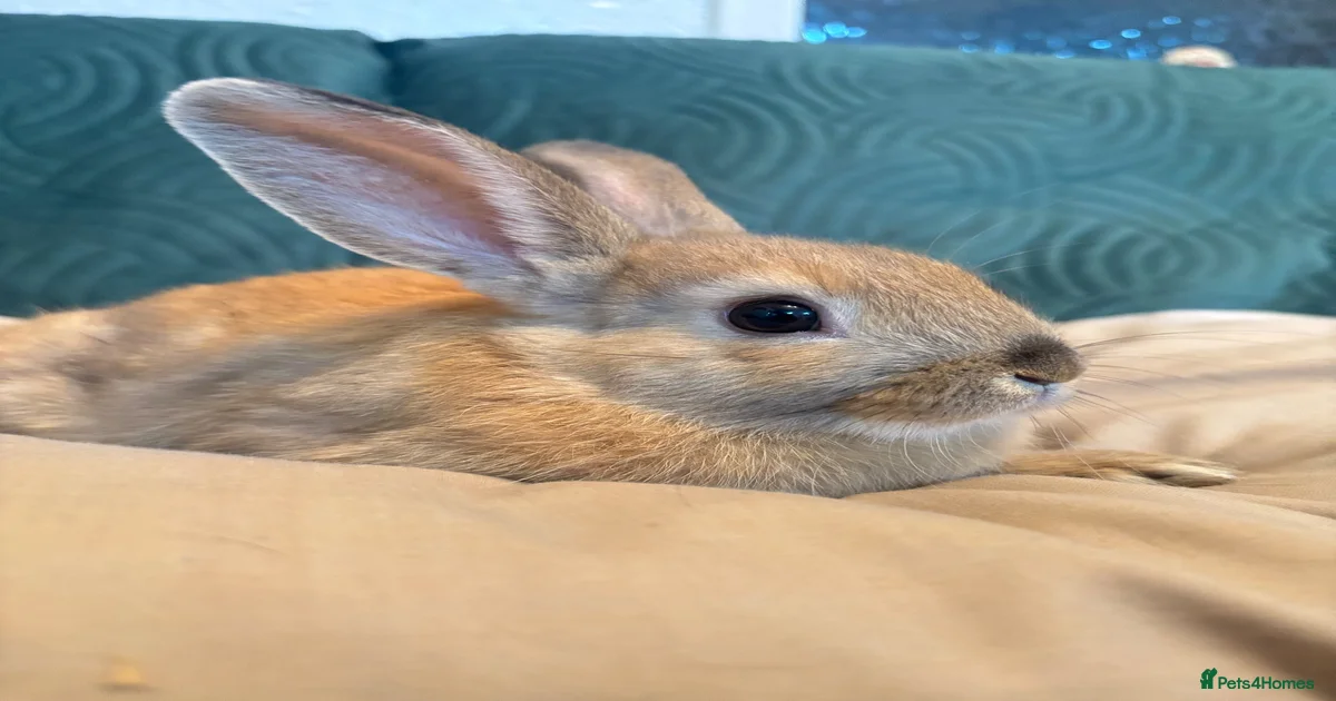 Rabbits for Sale for sale in West Midlands | Pets4Homes