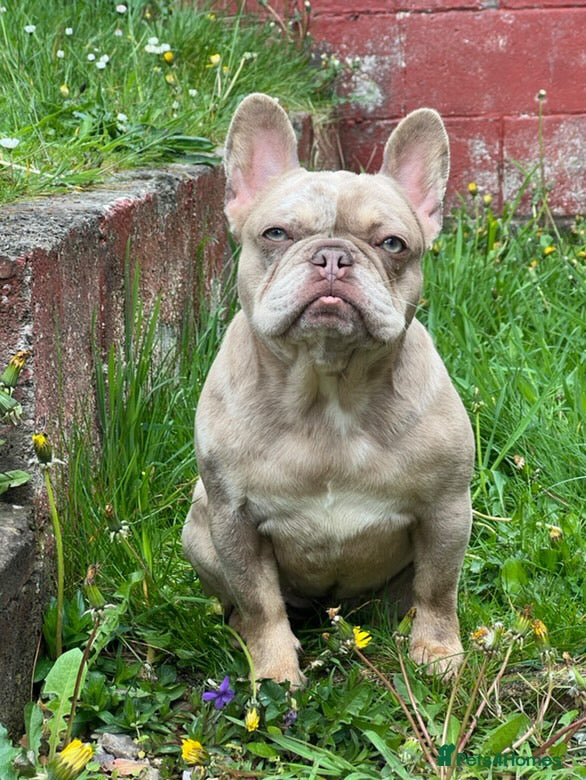 French Bulldog dogs for sale: **Beautiful French Bulldog Puppies** - Advert 2