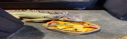 Iguana reptiles for sale: Green Iguana - Advert 5