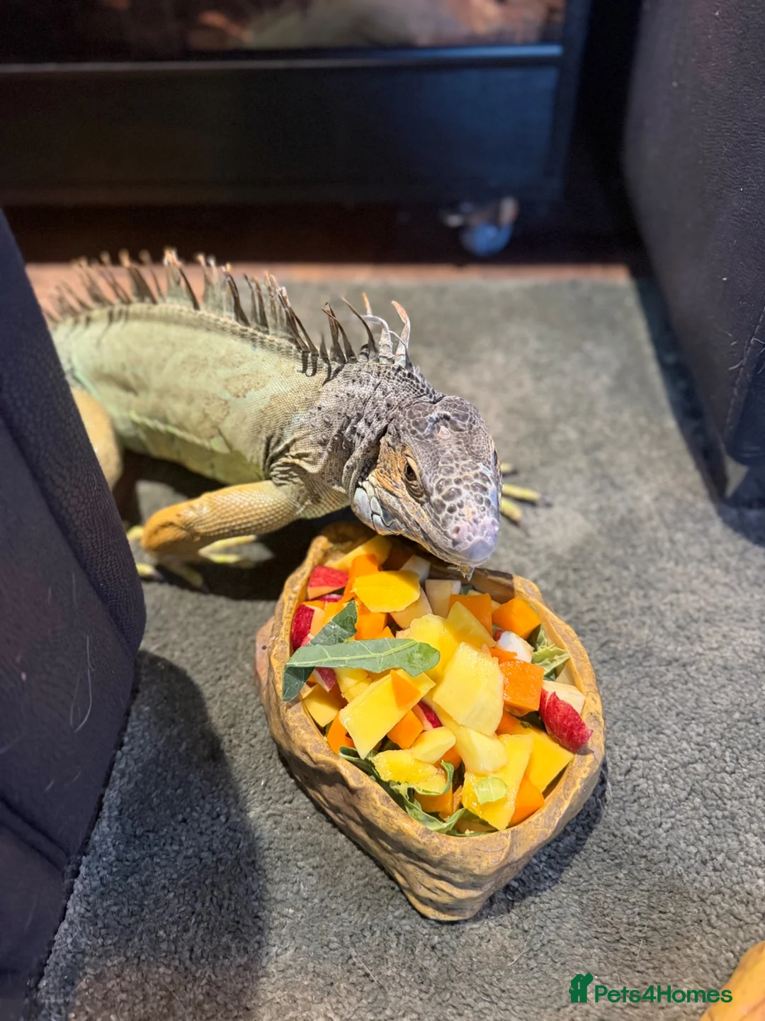 Iguana reptiles for sale: Green Iguana - Advert 5
