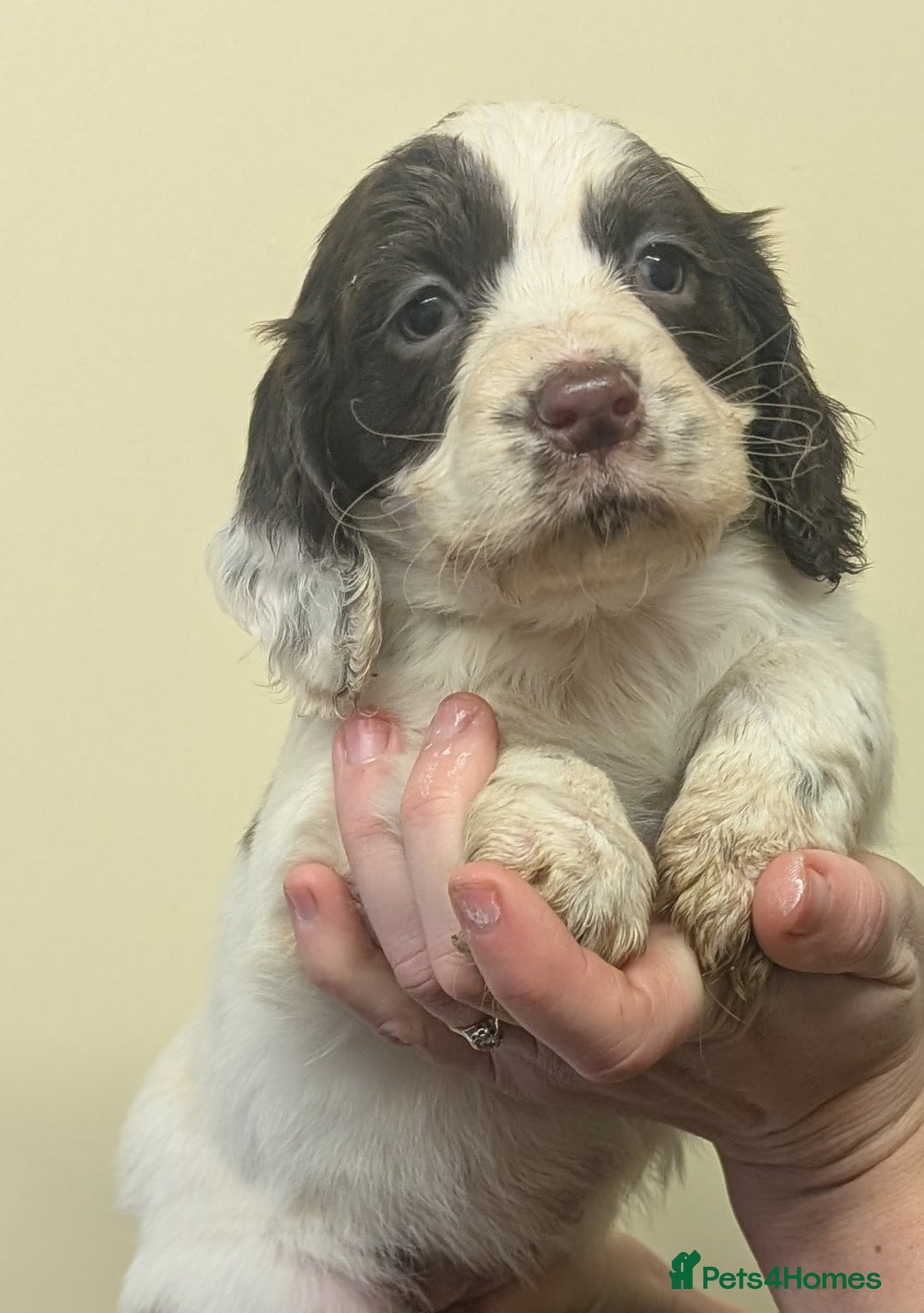 Cocker Spaniel dogs for sale: Cocker spaniel puppies  - Advert 5