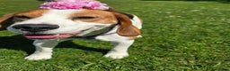 Beagle dogs for sale: Elvis the Beagle - Advert 2