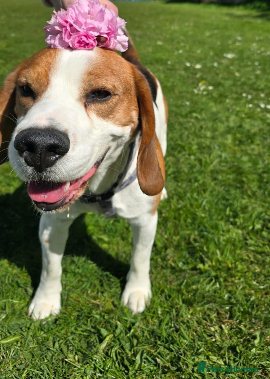 Beagle dogs for sale: Elvis the Beagle - Image 2