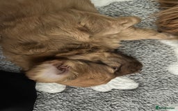 Mixed Breed dogs for sale: Beautiful cavapoopoms looking for forever homes  - Image 9