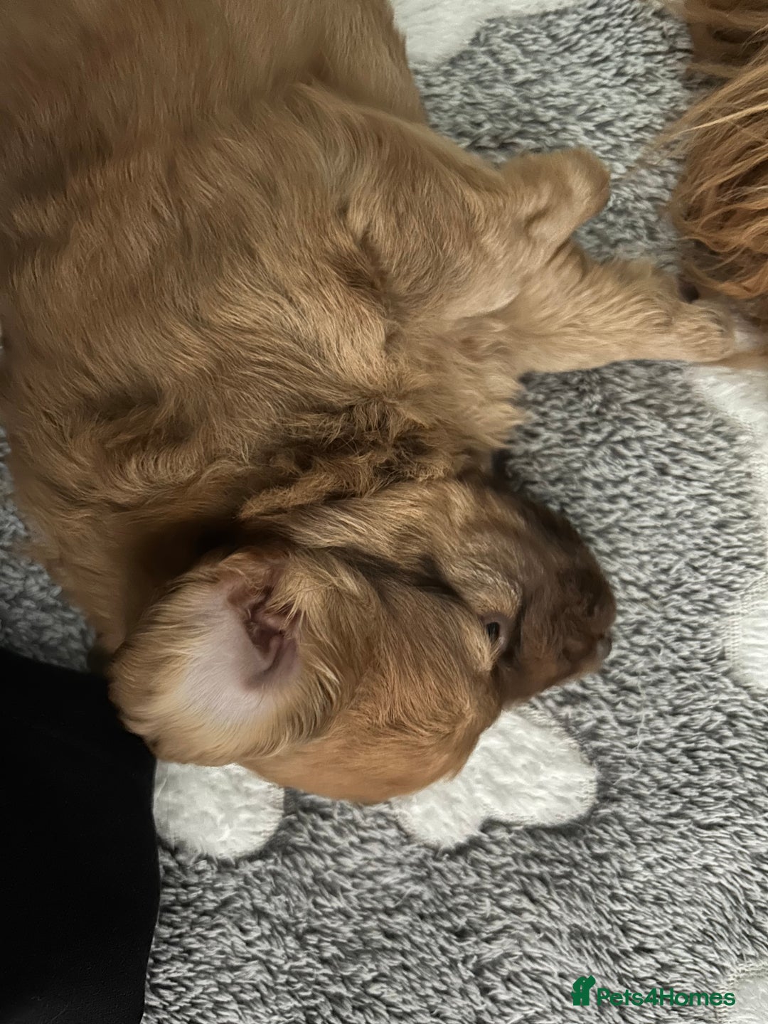 Mixed Breed dogs for sale: Beautiful cavapoopoms looking for forever homes  - Image 9