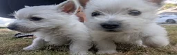 West Highland Terrier dogs for sale: Pedigree Westies - Advert 9