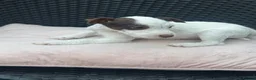 Jack Russell dogs for sale: 🐾Jack Russell Pups for Their Forever Homes! 🐾 - Advert 10