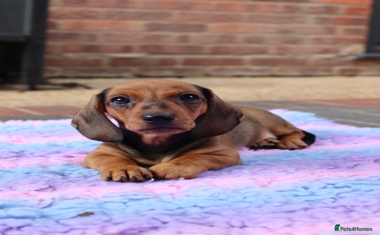 Dachshund dogs - Advert 5